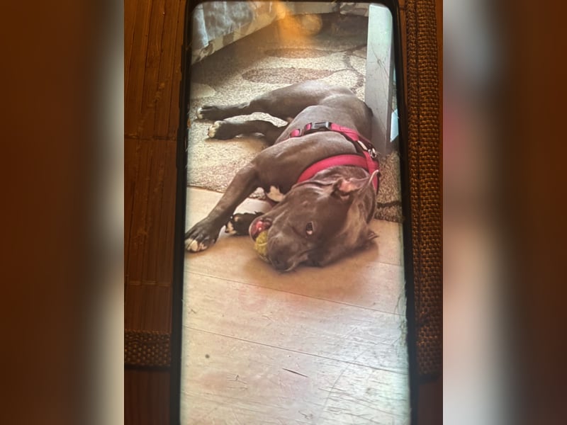 Liebevolle Hunde Dame