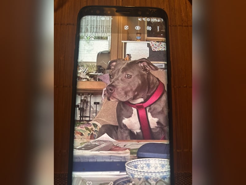 Liebevolle Hunde Dame