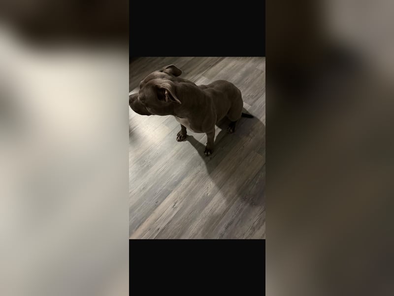 Liebevolle Hunde Dame