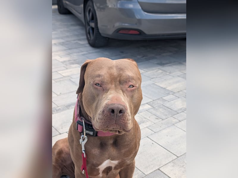Suchen ein nettes Zuhause für unsere Hündin
