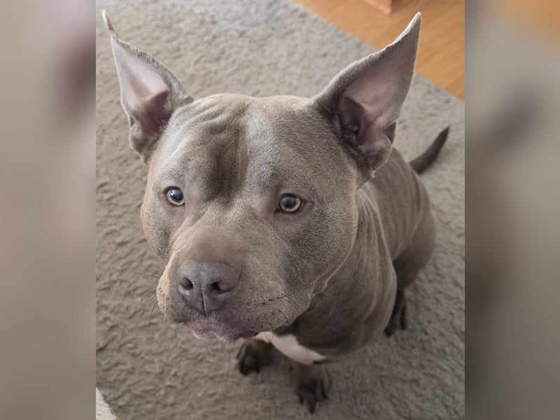 ❤️ American Bully Hündin „Ivy“ sucht ihr Für-immer-Zuhause ❤️