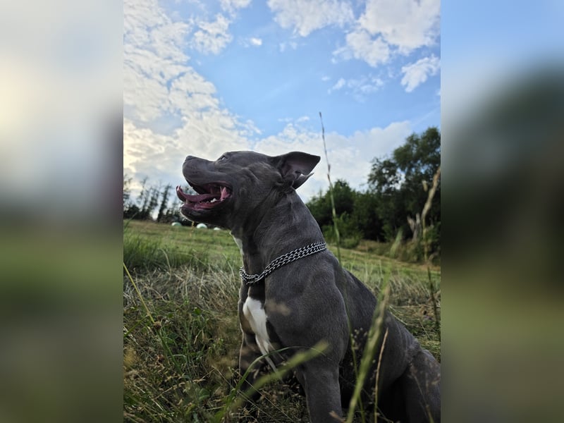 ❤️ American Bully Hündin „Ivy“ sucht ihr Für-immer-Zuhause ❤️