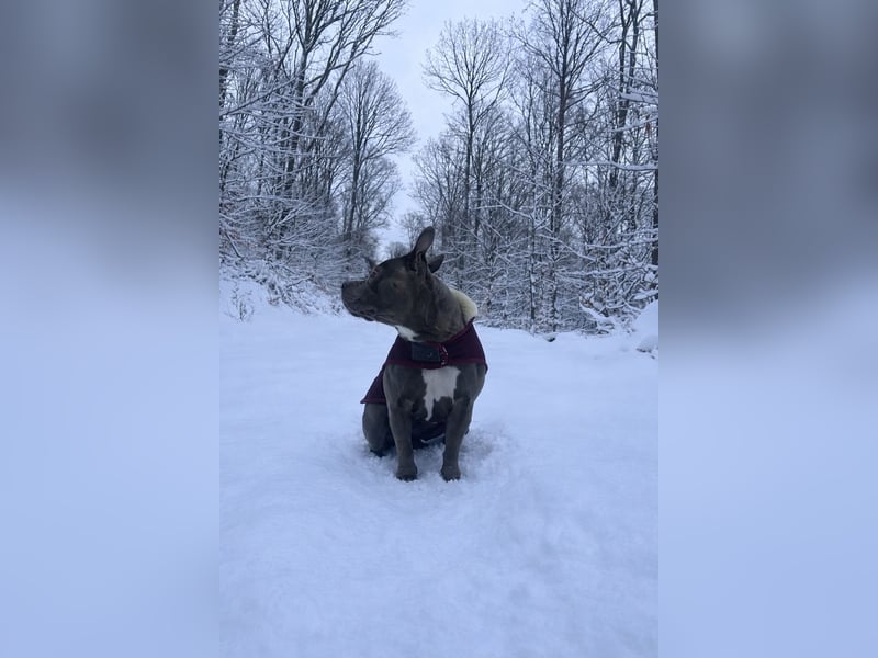❤️ American Bully Hündin „Ivy“ sucht ihr Für-immer-Zuhause ❤️