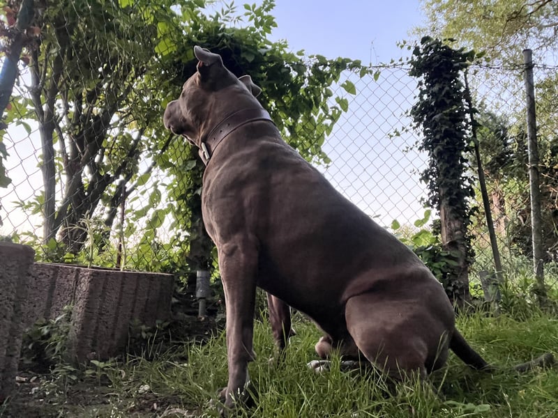 American bully