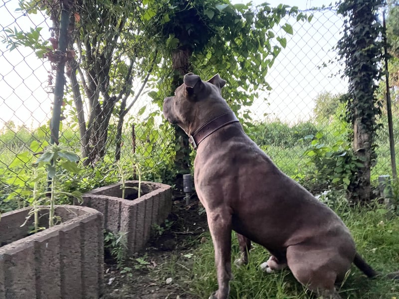 American bully