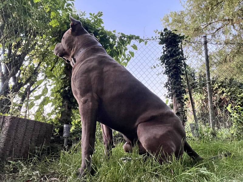 American Bully