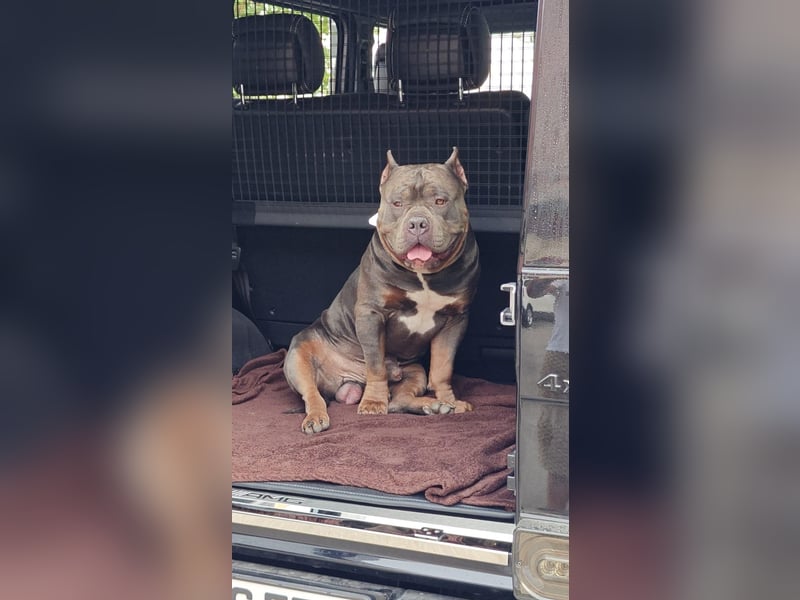 American Bully Classic Blue Tri – ABKC registrierter Deckrüde