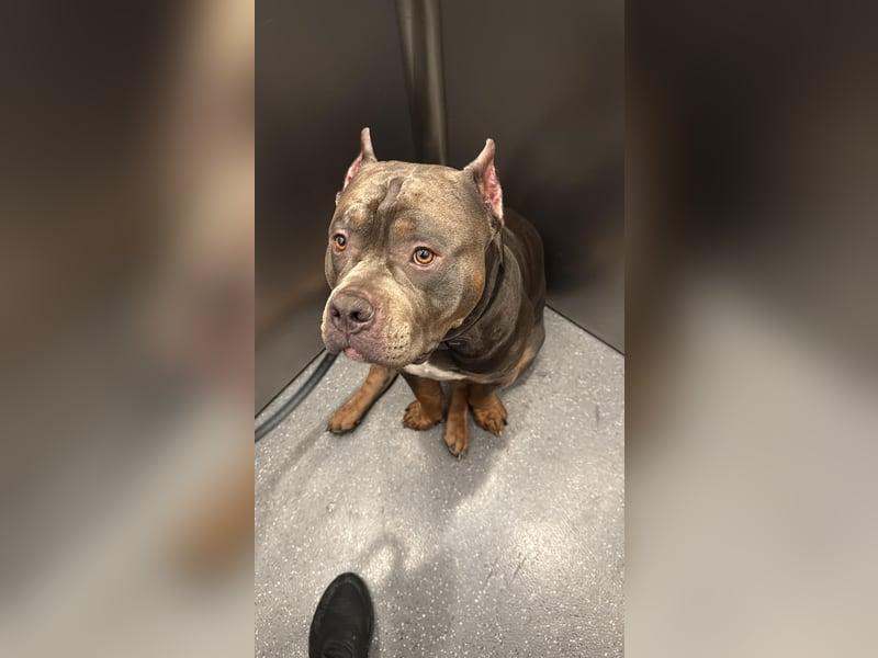 American Bully Classic Blue Tri – ABKC registrierter Deckrüde