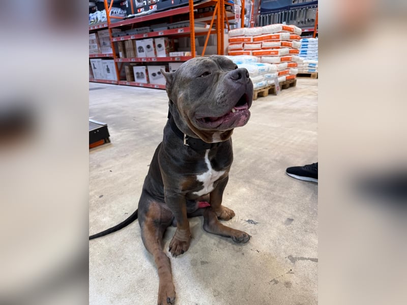 American Bully Classic Blue Tri – ABKC registrierter Deckrüde