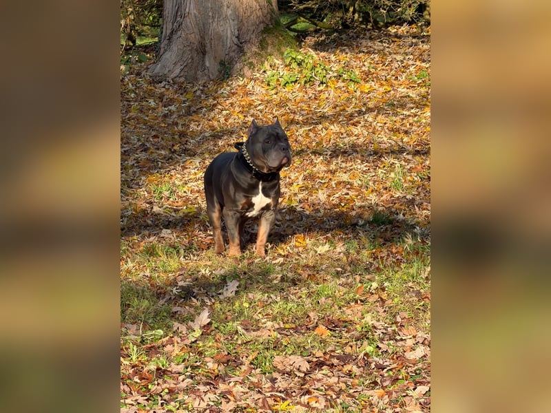 American Bully Classic Blue Tri – ABKC registrierter Deckrüde