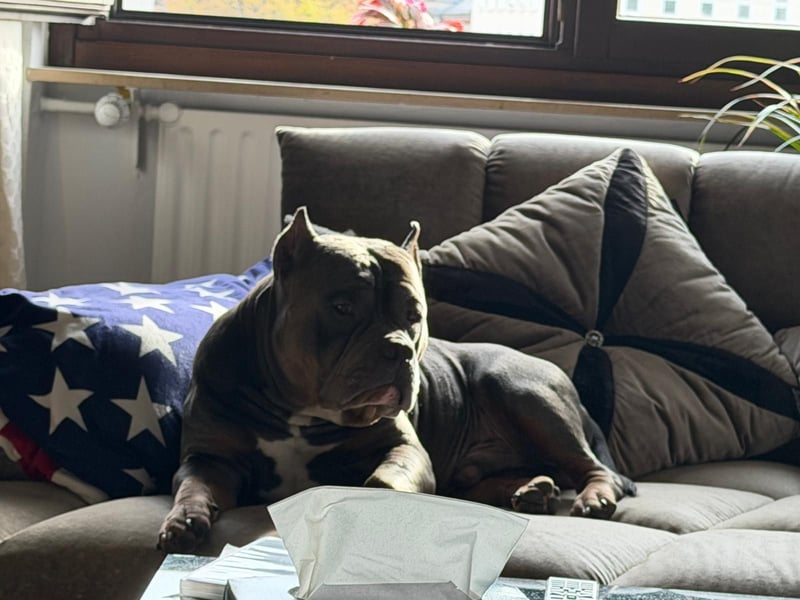 American Bully Classic Blue Tri – ABKC registrierter Deckrüde