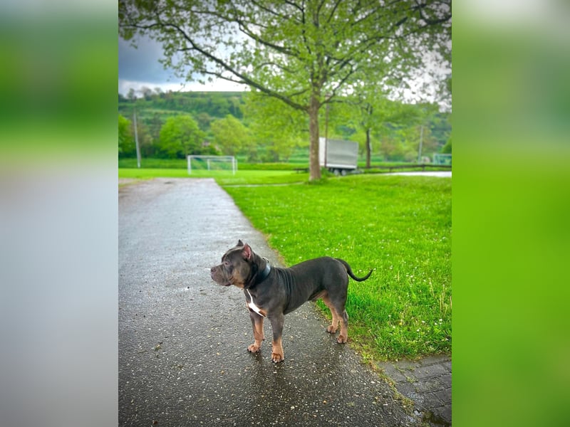 American Bully Classic Blue Tri – ABKC registrierter Deckrüde