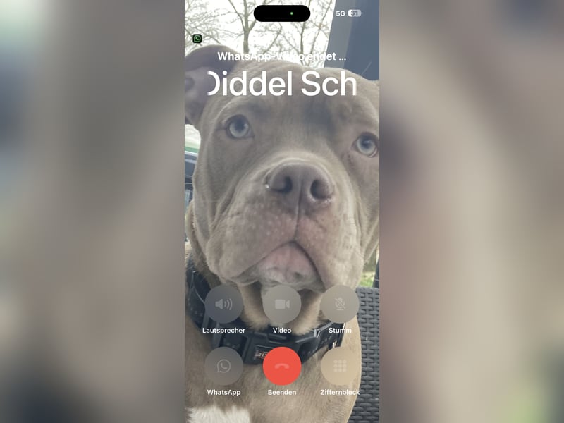 XXL Bully
