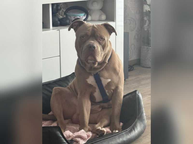 XXL Bully
