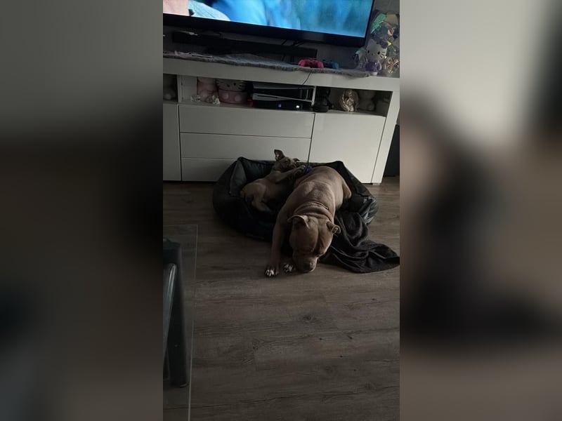 XXL Bully