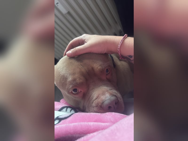 XXL Bully