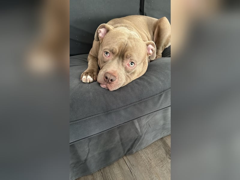 XXL Bully