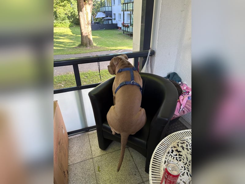 XXL Bully