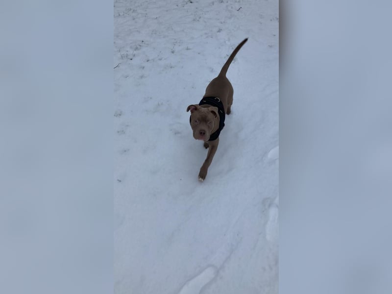 XXL Bully