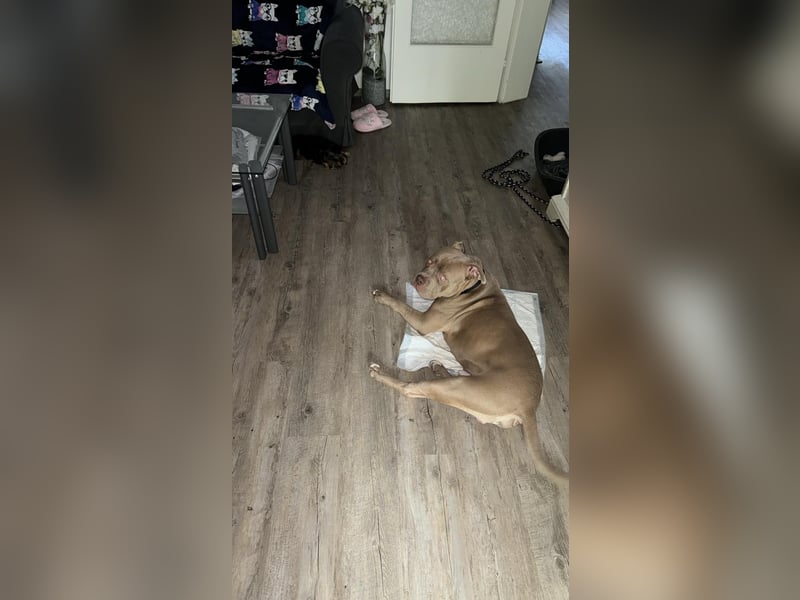 XXL Bully