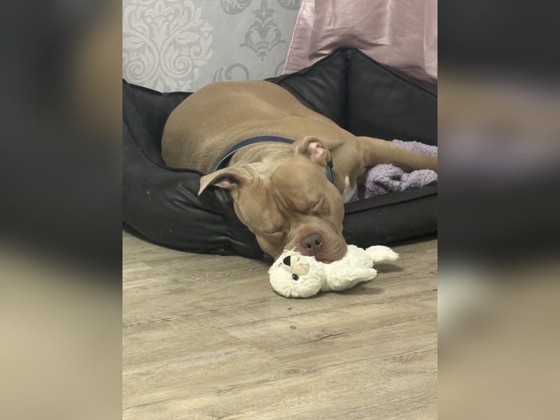 XXL Bully