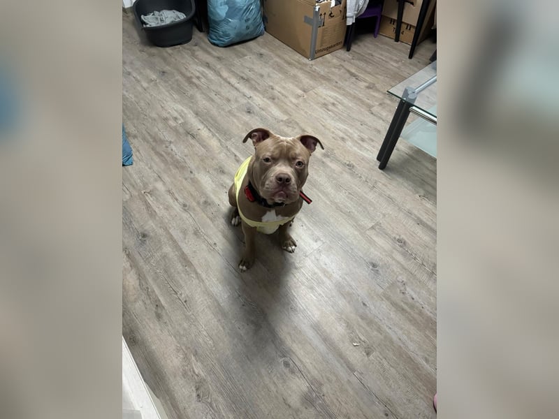 XXL Bully