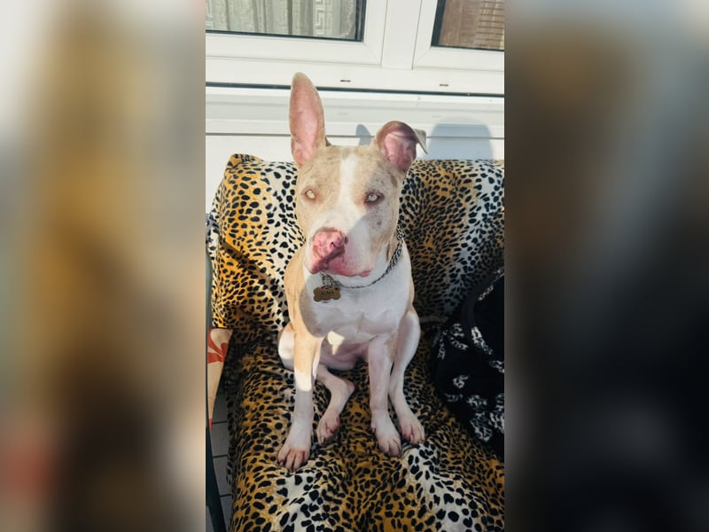 American Bully XL Hündin Alma sucht ein neues Zuhause