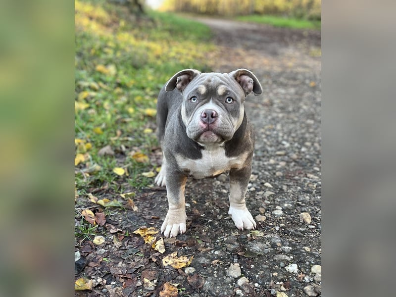 American Bully – Top quality puppies