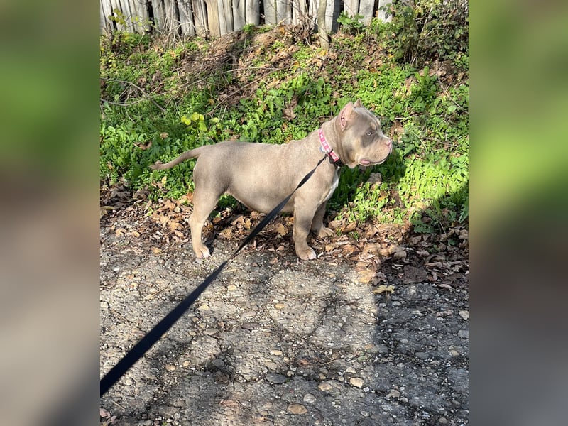 American Bully – Top quality puppies