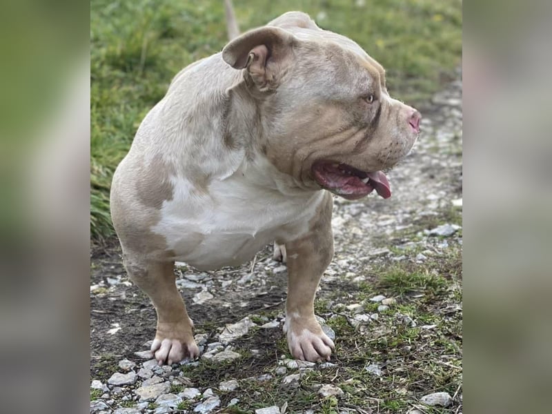 American Bully – Top quality puppies