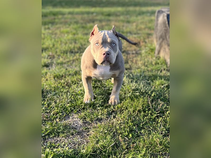 American Bully – Top quality puppies