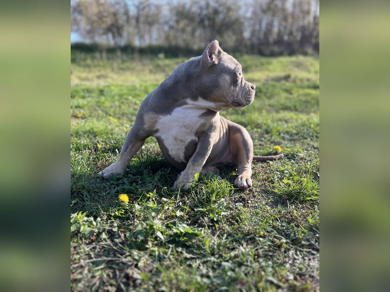 American Bully – Top quality puppies