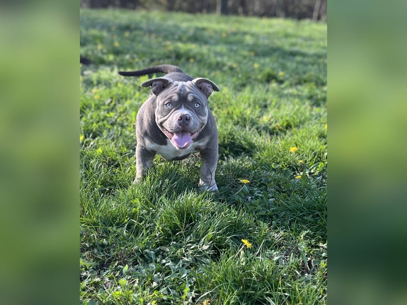American Bully – Top quality puppies