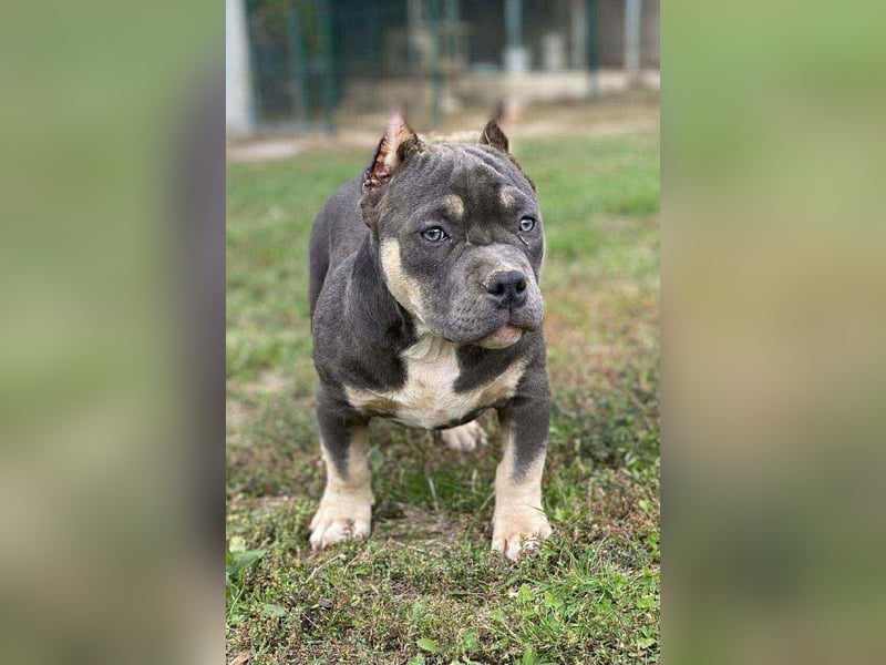 American Bully – Top quality puppies