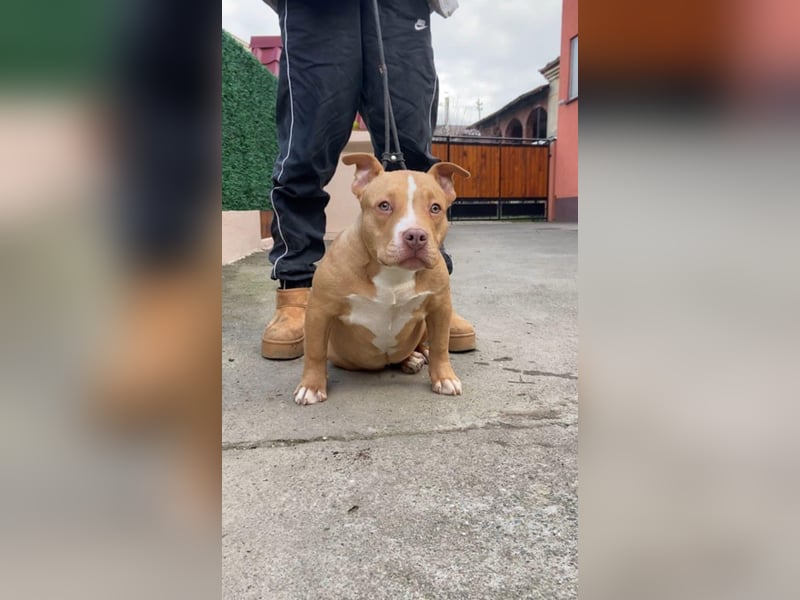 American Bully – Top quality puppies