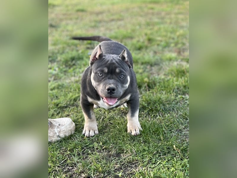 American Bully – Top quality puppies