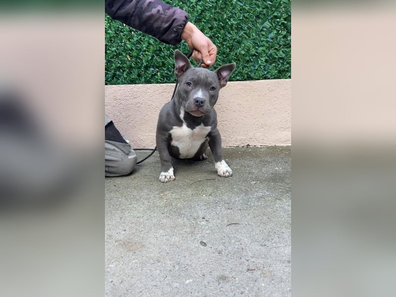 American Bully – Top quality puppies