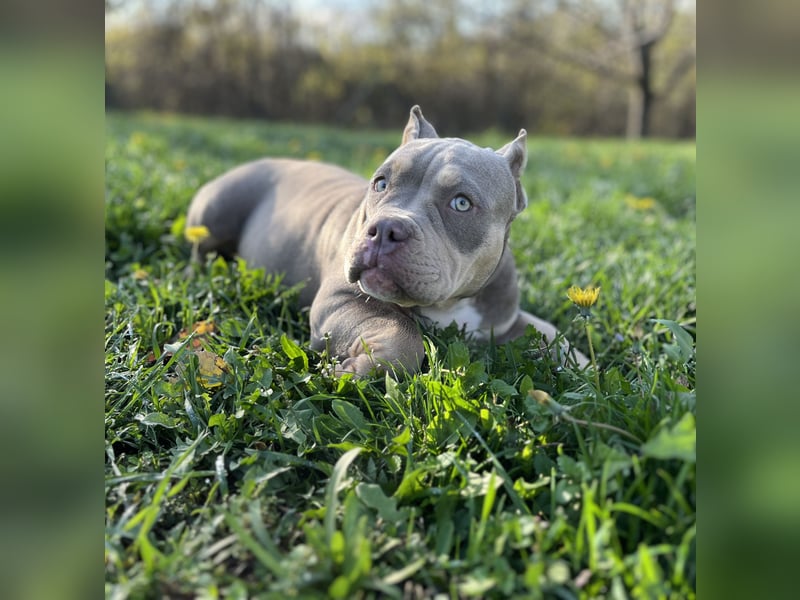 American Bully – Top quality puppies