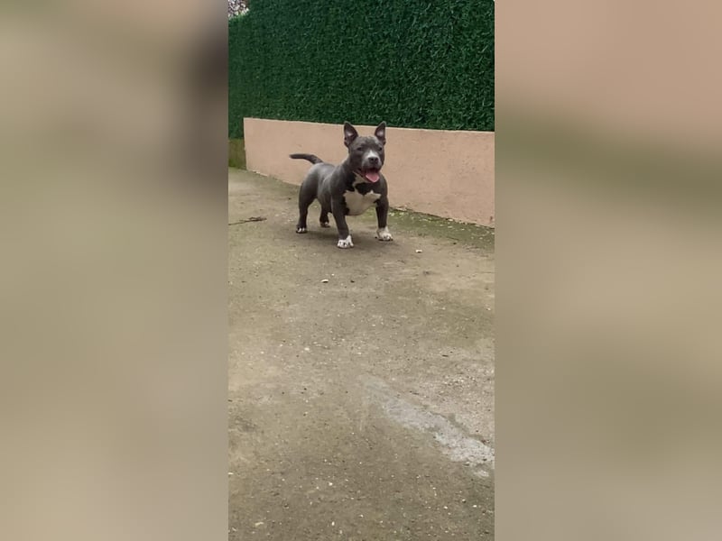 American Bully – Top quality puppies