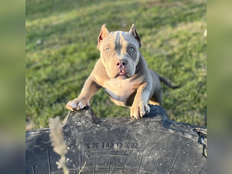 American Bully – Top quality puppies