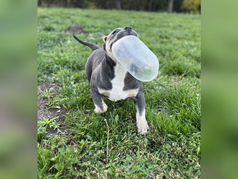 American Bully – Top quality puppies