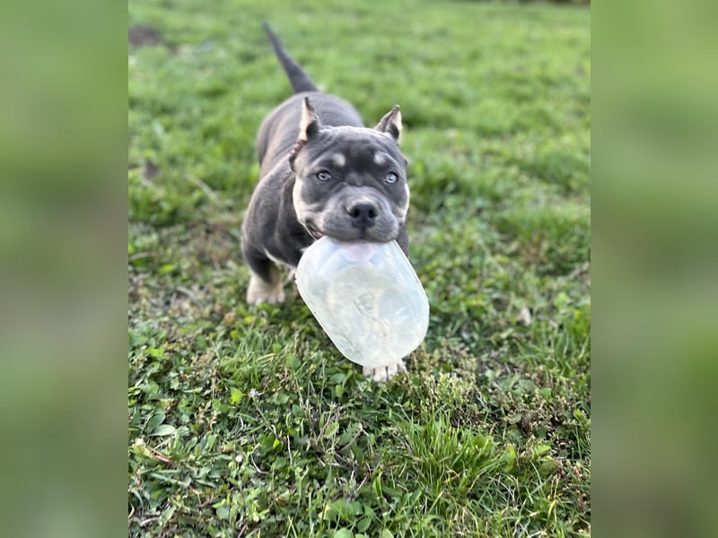 American Bully – Top quality puppies