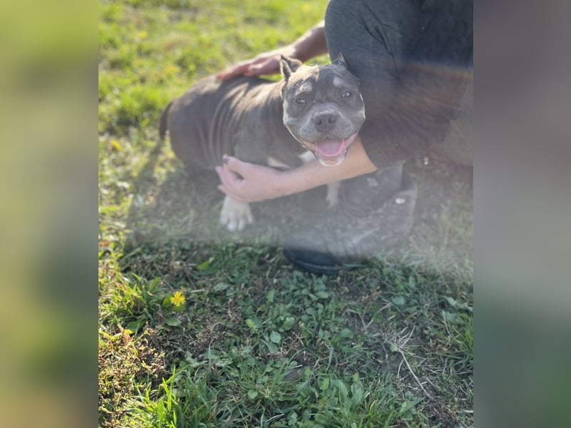 American Bully – Top quality puppies
