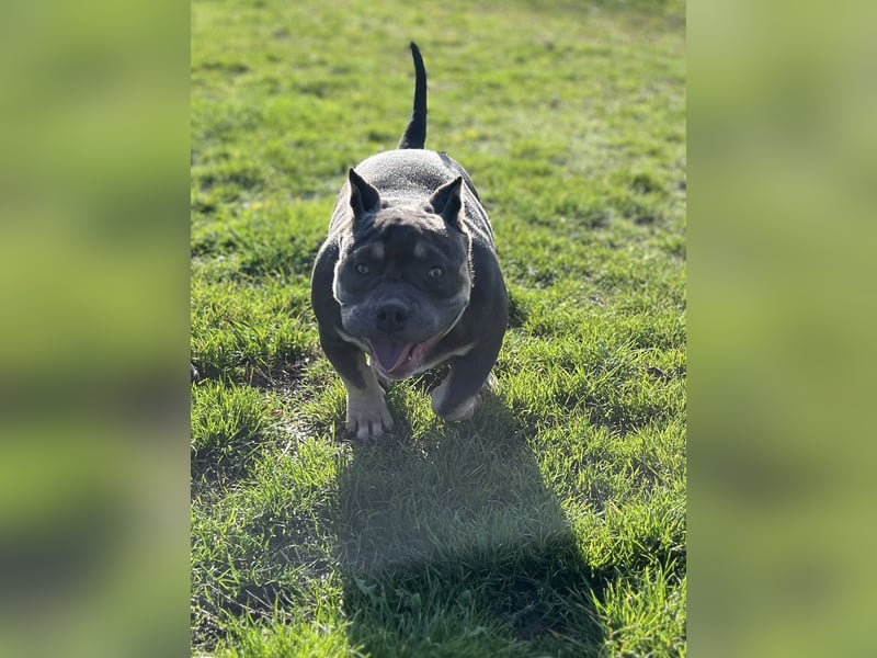 American Bully – Top quality puppies