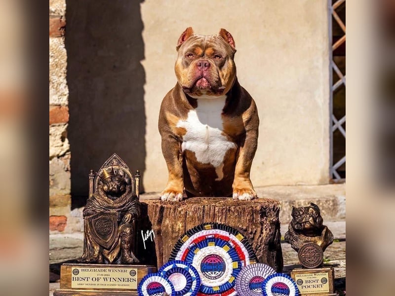 American Bully – Top quality puppies