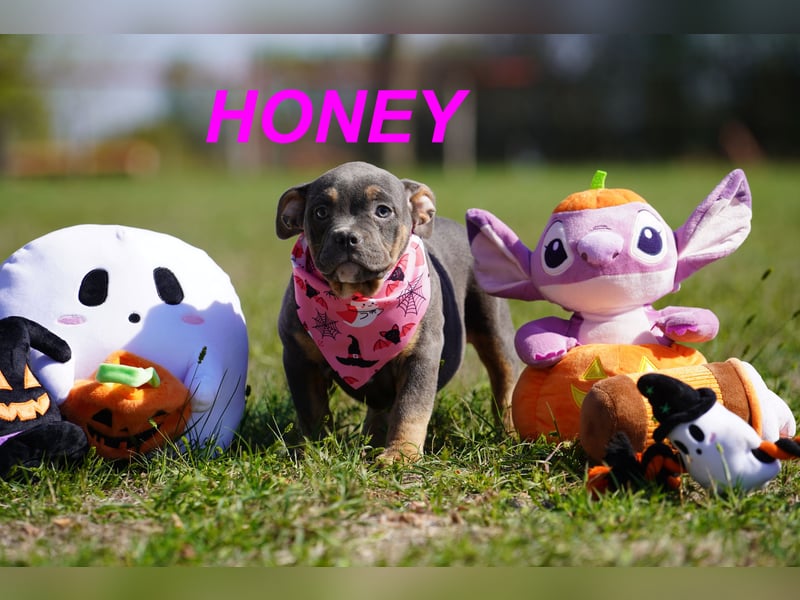 Gesunde Reinrassige American Bully Pocket Welpen