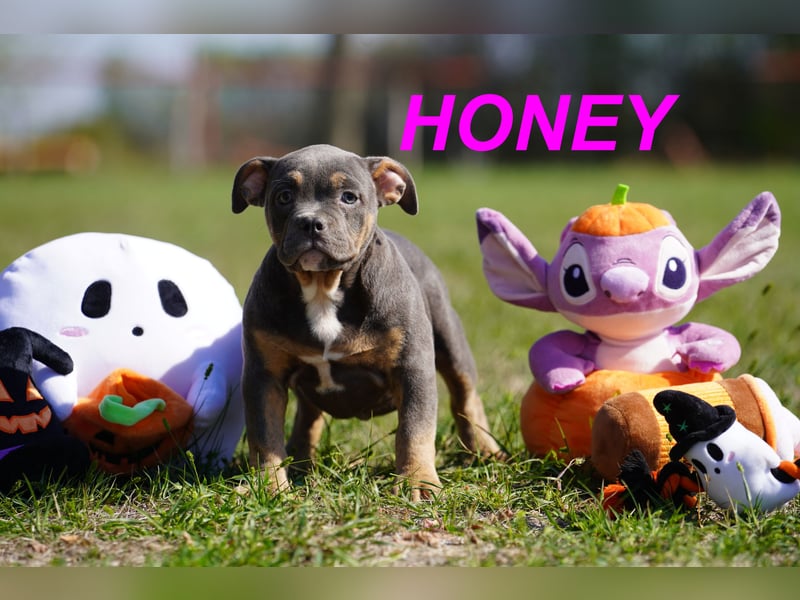 Gesunde Reinrassige American Bully Pocket Welpen
