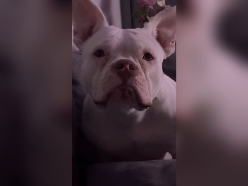 Schweren Herzens suchen wir ein neues Zuhause für unsere Abby