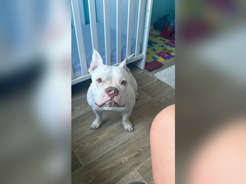Schweren Herzens suchen wir ein neues Zuhause für unsere Abby