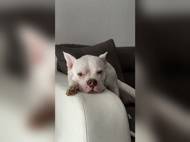Schweren Herzens suchen wir ein neues Zuhause für unsere Abby